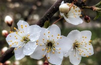 Yağıntılar intensivləşəcək, çaylardan sel keçəcək -