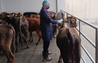 Gürcüstandan Azərbaycana gətirilən heyvanlarda xəstəlik tapıldı