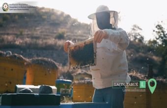 Laçında arıçılıq yenidən dirçəldilir -