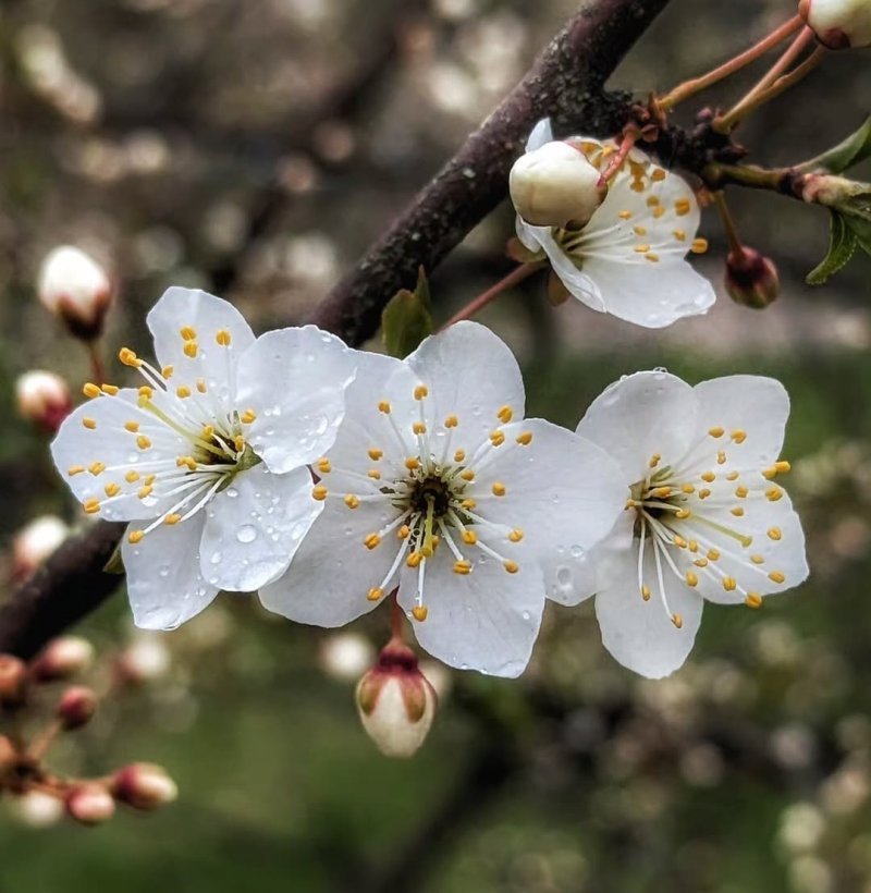 Naxçıvanda 5–7 mayda hava necə olacaq?