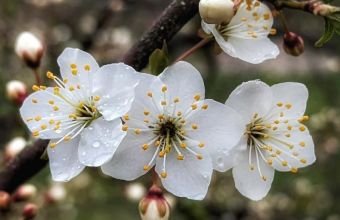 Naxçıvanda 5–7 mayda hava necə olacaq?