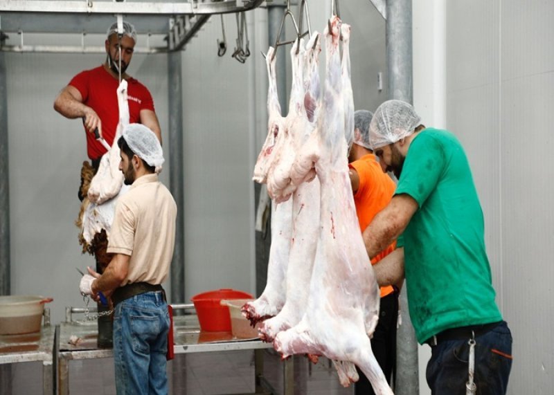 Naxçıvanda 9 ünvanda qurbanlıq  heyvanların satışı və kəsimi təşkil olunacaq