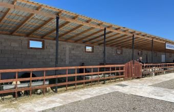 Naxçıvanda qurbanlıq heyvanların satışı və kəsimi xidmətləri göstərilir