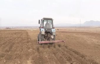 Naxçıvanda yazlıq əkin sahələri artıb