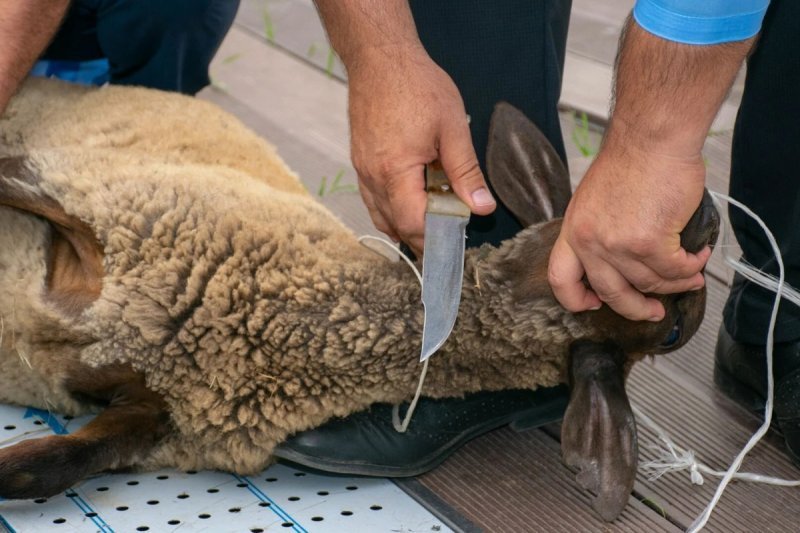 Qurban bayramı ilə bağlı hazırlıq işləri davam edir