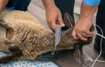 Qurban bayramı ilə bağlı hazırlıq işləri davam edir