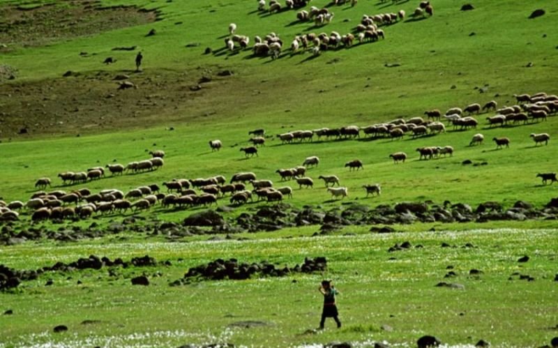 Azərbaycanda 480 min hektar örüş və otlaq sahəsi bərpa edilə bilər