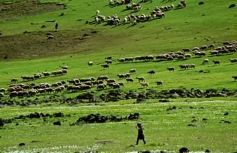 Azərbaycanda 480 min hektar örüş və otlaq sahəsi bərpa edilə bilər