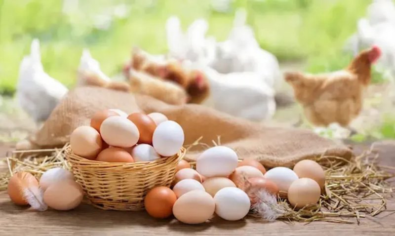 Azərbaycanda ilk dəfə damazlıq yumurta istehsalına görə subsidiya veriləcək