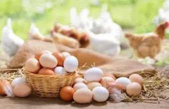 Azərbaycanda ilk dəfə damazlıq yumurta istehsalına görə subsidiya veriləcək