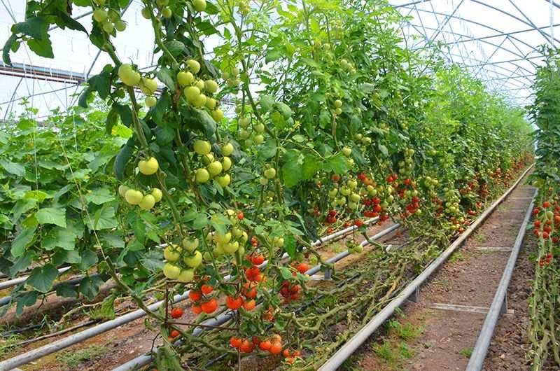 Azərbaycanda ilk istixana aqroparkı yaradılacaq