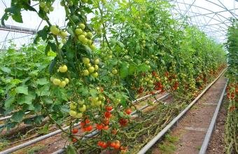Azərbaycanda ilk istixana aqroparkı yaradılacaq