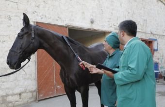 Azərbaycanda təkdırnaqlı heyvanlar arasında epizootoloji vəziyyət sabitdir