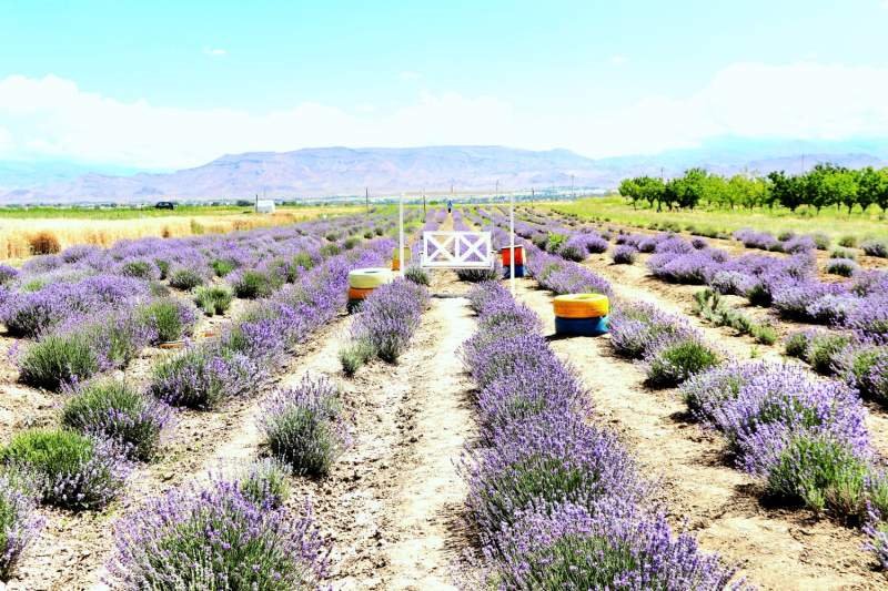 Naxçıvanda lavanda bitkisinin sınaq əkini aparılıb