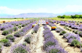 Naxçıvanda lavanda bitkisinin sınaq əkini aparılıb
