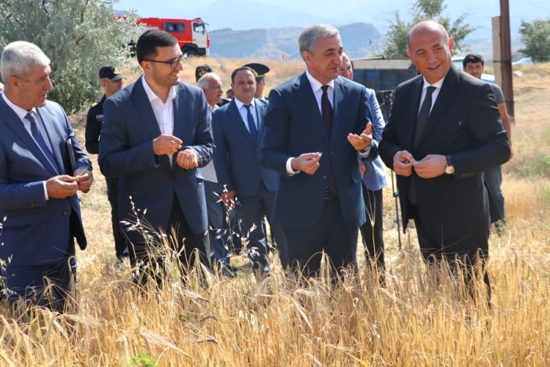 Naxçıvanda taxıl biçininə start verilib -