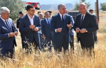 Naxçıvanda taxıl biçininə start verilib -