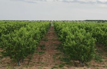 Şahbuzda əkin sahələri təbii fəlakətlərdən zərər görüb