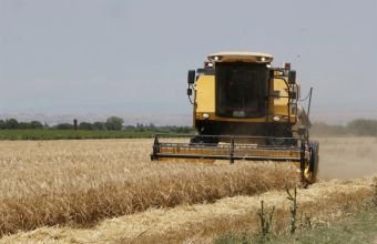 Yazlıq taxıl sahələrinin sığortalanması müddəti iyunun 15-də başa çatır