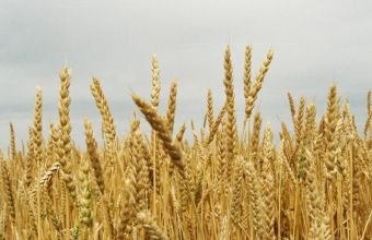 Azərbaycanda taxıl sahələrinin yarıdan çoxunda biçin yekunlaşıb