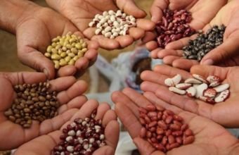 Azərbaycanda toxumçuluq sahəsi üzrə yeni qanun qəbul ediləcək