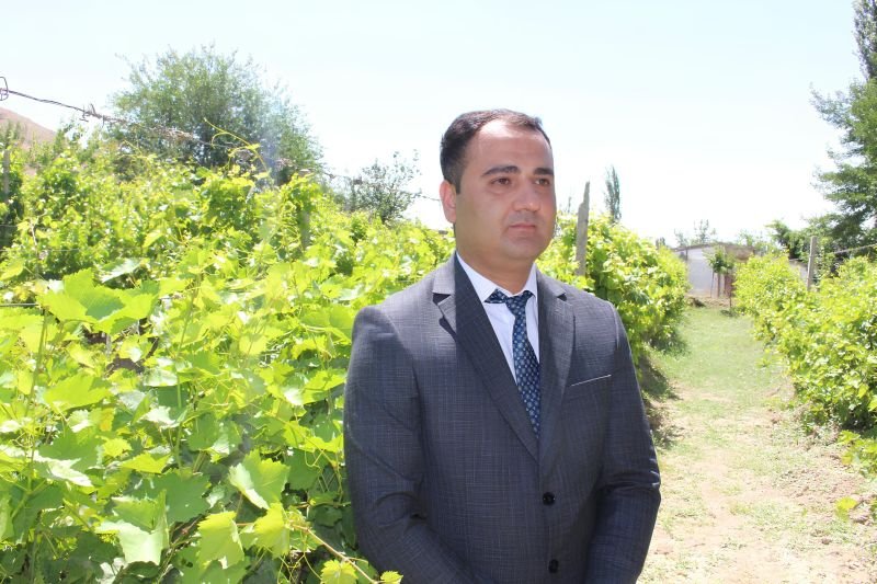 Babəkdə üzüm bağlarında bol məhsul gözlənilir -