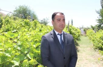 Babəkdə üzüm bağlarında bol məhsul gözlənilir -