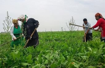 Kənd Təsərrüfatı Nazirliyi fermerlərə müraciət edib