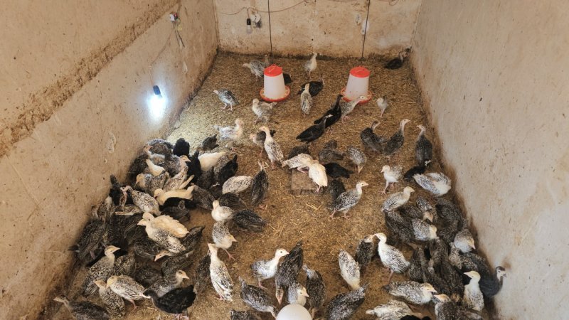Naxçıvanda quşçuluq sənayesi inkişaf etdirilir