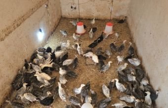 Naxçıvanda quşçuluq sənayesi inkişaf etdirilir