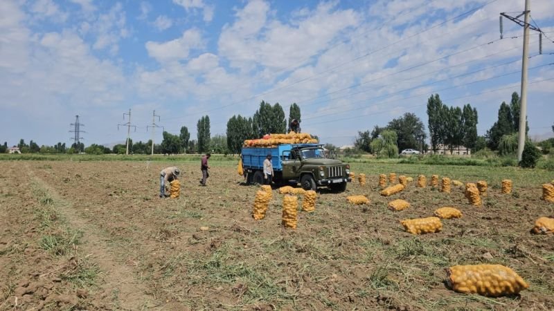 Şərurda kartof yığımı davam edir: məhsuldarlıq 700 sentnerədək yüksəlib