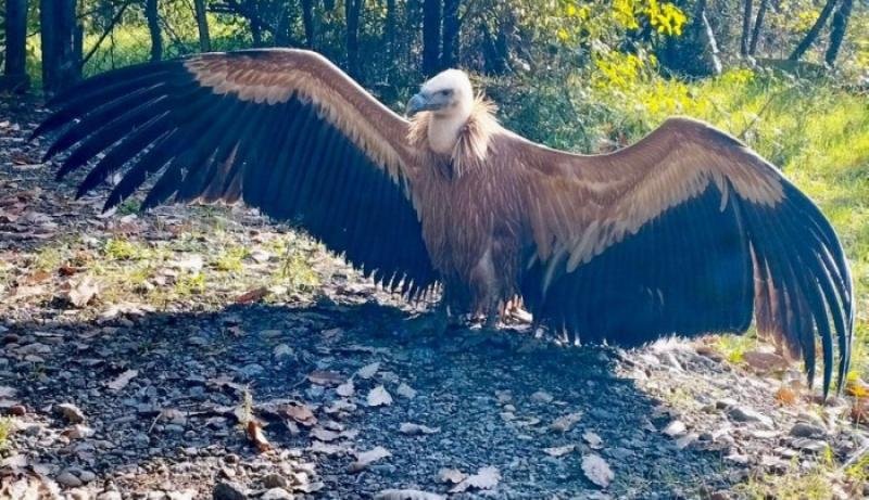 Zəngəzurda nadir quş növü tapıldı