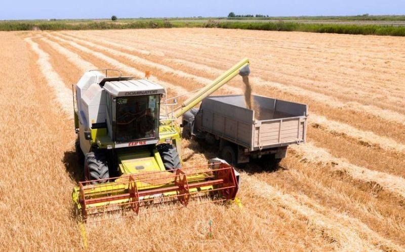 Azərbaycanda taxıl biçini başa çatmaq üzrədir