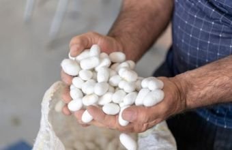 Naxçıvanda barama istehsalı 2,8 tona çatıb