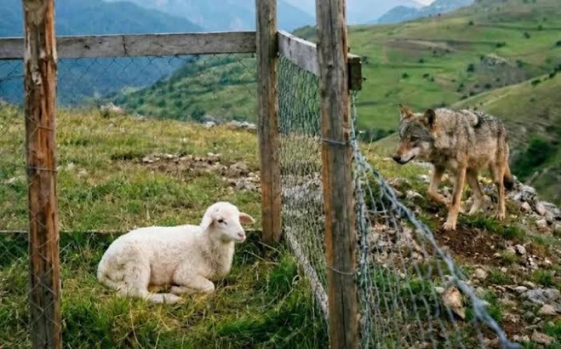 Aqrar Sığorta Fondu indiyədək fermerlərə 24 milyon manata yaxın ödəniş edib
