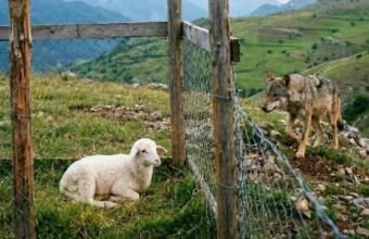Aqrar Sığorta Fondu indiyədək fermerlərə 24 milyon manata yaxın ödəniş edib