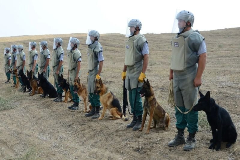 Azərbaycanda minatəmizləmə əməliyyatları üçün iki it alınacaq
