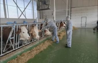 Azərbaycanda zoonoz xəstəliklərə qarşı mübarizəyə dair Milli Strategiya hazırlanacaq