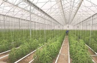 Əkin və bağçılıq subsidiyası üzrə sığorta tələbləri yenilənib