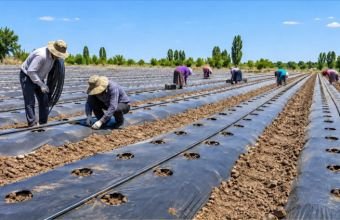 Kərimbəyli kəndində müasir üsullarla yeni çiyələk təsərrüfatı yaradılır
