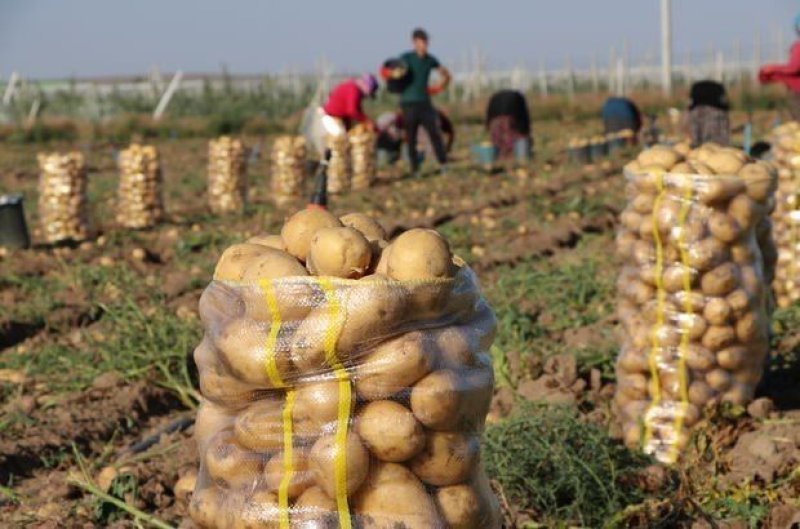 Naxçıvanda kartof və tərəvəz əkini üzrə subsidiya 600 manata çatdırılıb