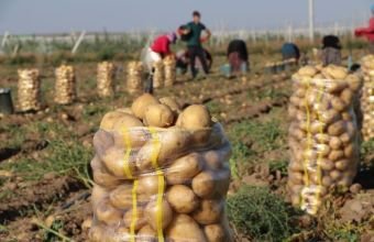Naxçıvanda kartof və tərəvəz əkini üzrə subsidiya 600 manata çatdırılıb