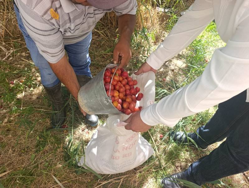 Naxçıvanda toxum tədarükünə başlanılıb