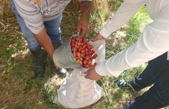 Naxçıvanda toxum tədarükünə başlanılıb