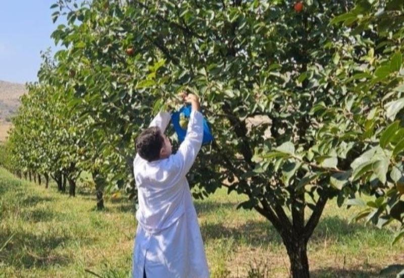Ağdam, Xocavənd və Xocalı rayonlarında fitosanitar monitorinqlər aparılıb