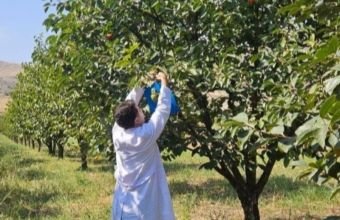 Ağdam, Xocavənd və Xocalı rayonlarında fitosanitar monitorinqlər aparılıb