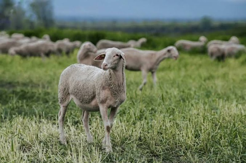 Azərbaycanda xırda və iribuynuzlu mal-qaranın sayı açıqlanıb