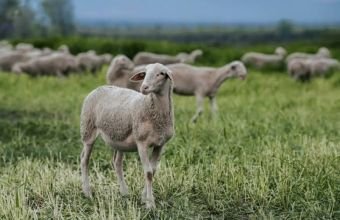 Azərbaycanda xırda və iribuynuzlu mal-qaranın sayı açıqlanıb