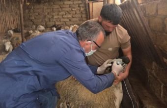 Baytarlıq xidmətlərinin gücləndirilməsi davam etdirilir