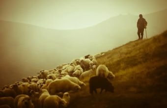 Ermənistana keçən azərbaycanlı çoban geri qaytarılıb